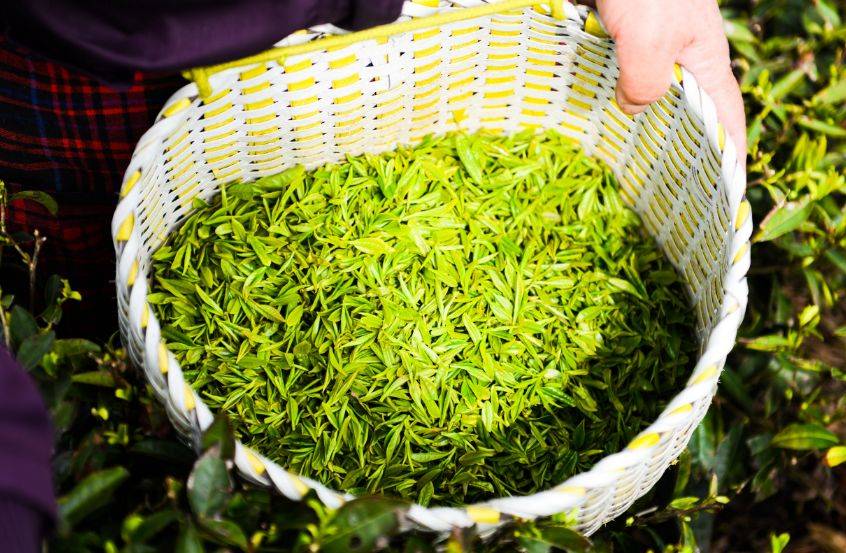 long8唯一官网茶具茶盘全套名称茶叶知识茶叶文化知识湘舜茶：茶文化：品味中华文