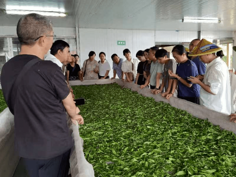 long8唯一官方网站登录茶叶知识大全一览表茶叶知识茶叶销售培训打出产销“组合拳