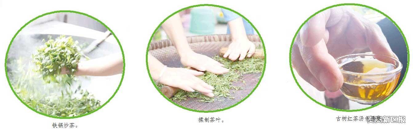 龙8long8唯一官方网站茶叶知识茶叶的起源传说【茶的起源在贵州】茶人话茶事：贵