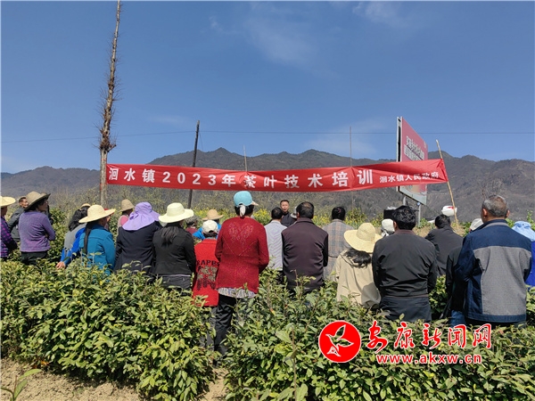 龙8long8唯一官方网站中国十大茶具排名茶叶知识茶叶技术培训方案洄水镇开展茶叶