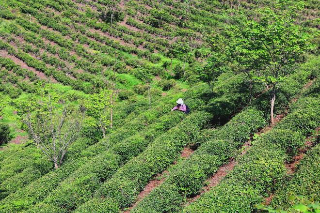 long8唯一官方网站20种茶叶看图认茶茶具知识茶叶分类一览图在镇巴茶山采一枝春