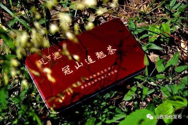 山西药茶“登陆”央视 叫响中国“第七大茶系”