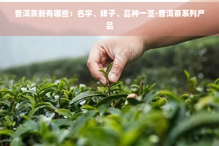 龙8long8普洱茶新有哪些：名字、牌子、品种一览-普洱茶系列产品