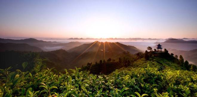 龙8long8【茶语手记】那人·那茶·那山