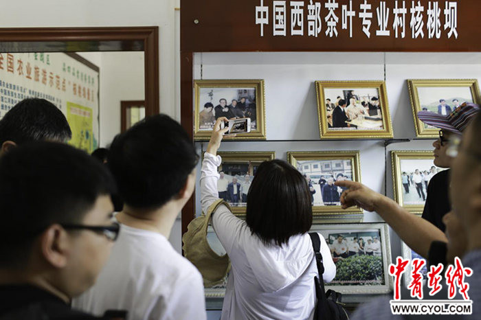 龙8long8，【大江奔流——来自长江经济带的报道】“西部生态茶叶第一村”盛产“