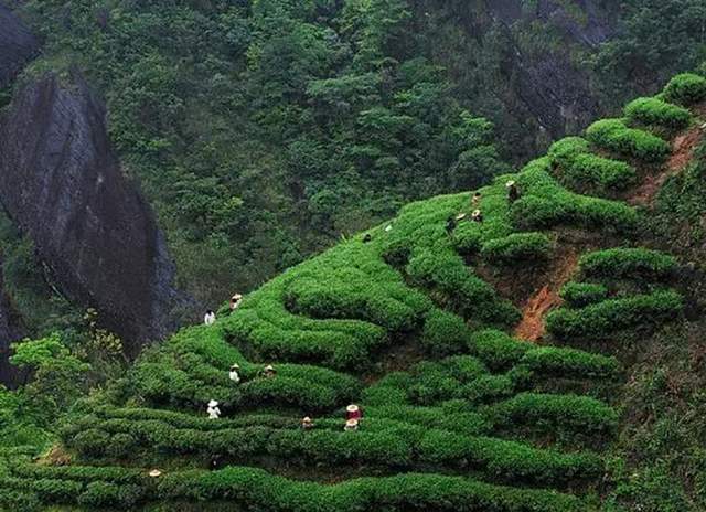 龙8long8，中国10大天价茶排行